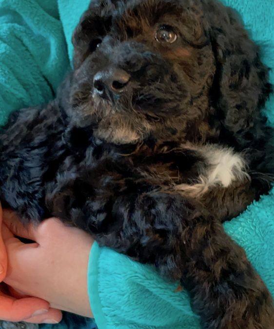 Puppy Mindfulness