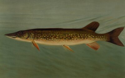 The Psychology Behind the Pike Effect